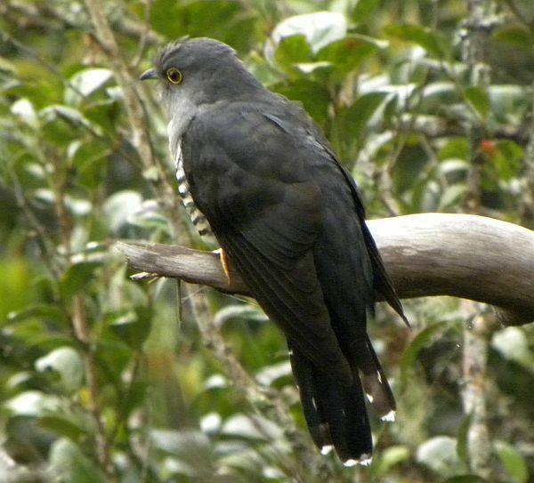 Sunda Cuckoo (Cuculus lepidus)
