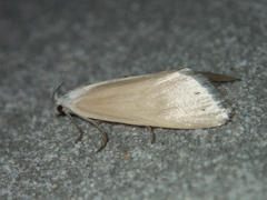 Scirpophaga