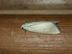 Scirpophaga