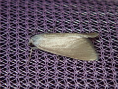 Scirpophaga