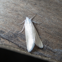 Scirpophaga