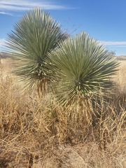 Yucca elata