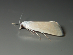 Scirpophaga