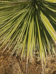Yucca elata