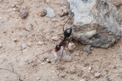 Myrmecocystus mimicus