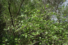 Betula microphylla