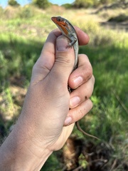 Gerrhosaurus flavigularis