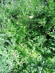 Syneilesis aconitifolia