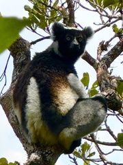 Indri indri