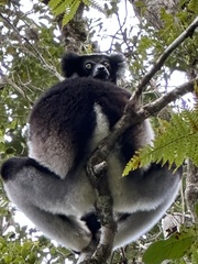 Indri indri