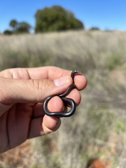 Rhinotyphlops lalandei