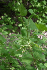 Ribes spicatum