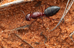 Camponotus aurocinctus