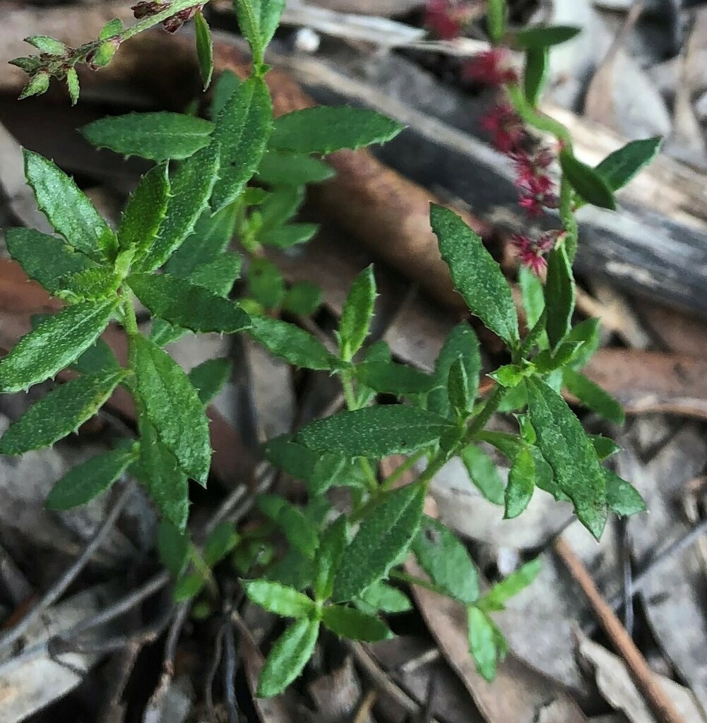 Common Raspwort