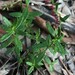 Gonocarpus tetragynus - Photo (c) davidsando,  זכויות יוצרים חלקיות (CC BY-NC), הועלה על ידי davidsando