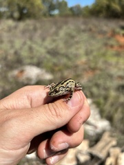 Kassina senegalensis