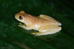 Dendropsophus microcephalus