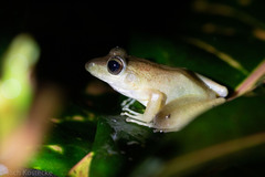 Craugastor fitzingeri