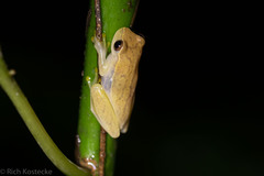 Dendropsophus microcephalus