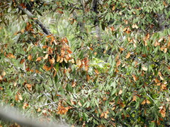 Heritiera trifoliolata