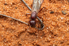 Camponotus aurocinctus
