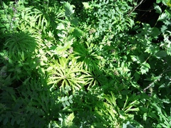 Syneilesis aconitifolia