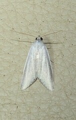 Prionopterina grammatistis