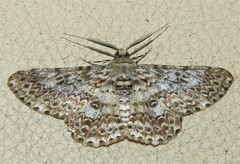 Cleora sabulata
