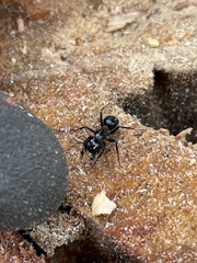 Camponotus laevissimus