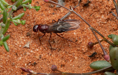 Camponotus aurocinctus