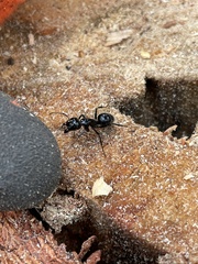 Camponotus laevissimus