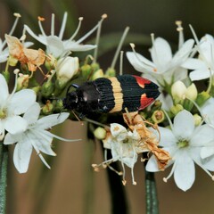Castiarina bella