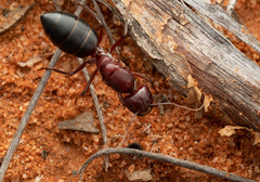 Camponotus aurocinctus