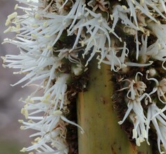Xanthorrhoea caespitosa