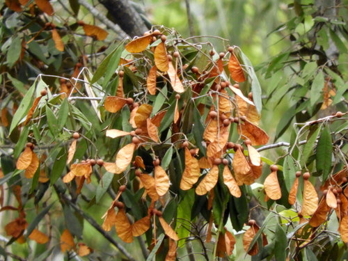 Argyrodendron trifoliolatum F.Muell.