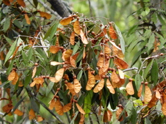 Heritiera trifoliolata