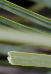 Xanthorrhoea caespitosa