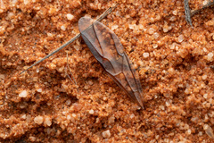 Camponotus aurocinctus