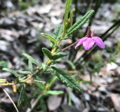 Thomasia petalocalyx