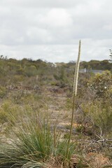 Xanthorrhoea caespitosa