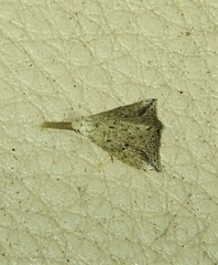 Trigonistis asthenopa