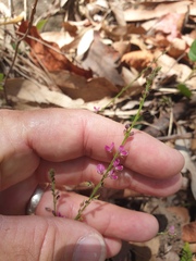 Pleurolobus gangeticus