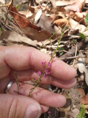 Pleurolobus gangeticus