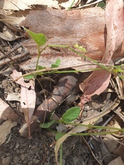 Pleurolobus gangeticus
