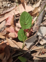 Pleurolobus gangeticus