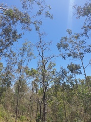 Erythrina vespertilio