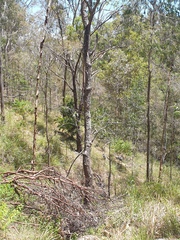 Erythrina vespertilio