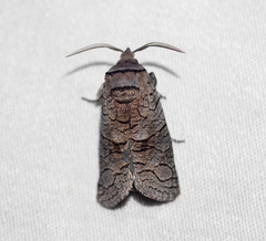 Culama suffusca