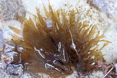 Taonia lennebackerae