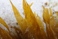 Taonia lennebackerae